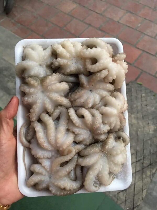 Bạch tuộc sữa - Hải sản T-Food