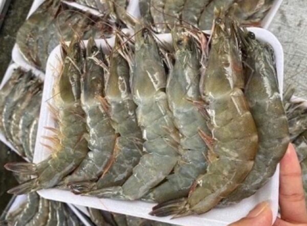 tôm lột