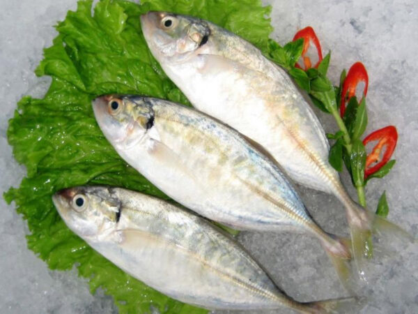 Cá Bạc Má Tươi T-FOOD - Ngon Lành, Giá Tốt Cho Bữa Cơm Nhà