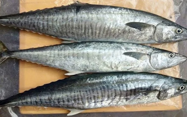 Cá thu phấn