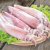 mực ống câu