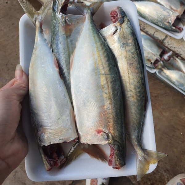 Cá Bạc Má Tươi T-FOOD - Ngon Lành, Giá Tốt Cho Bữa Cơm Nhà