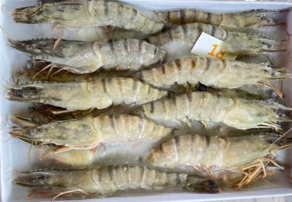 Tôm thẻ khay