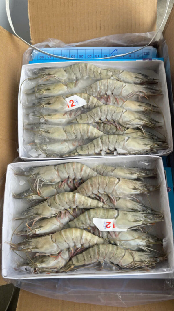 Tôm sú size 12 con/khay