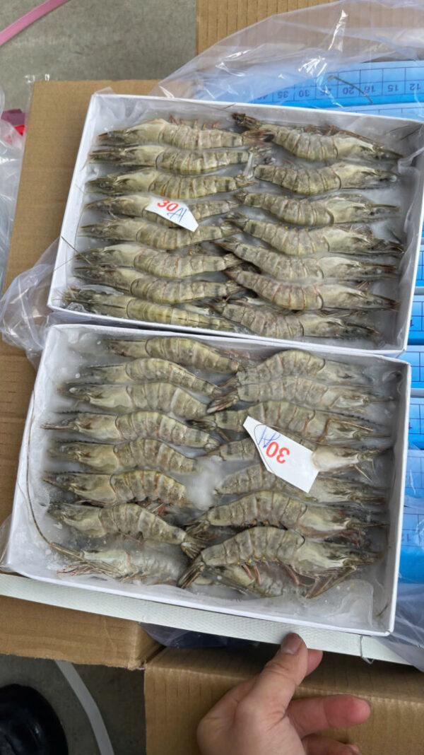 tôm sú size 30 con/khay