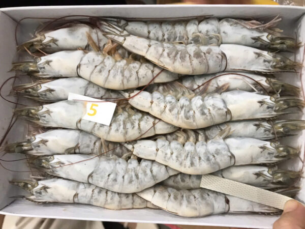 tôm thẻ size 15 con/khay