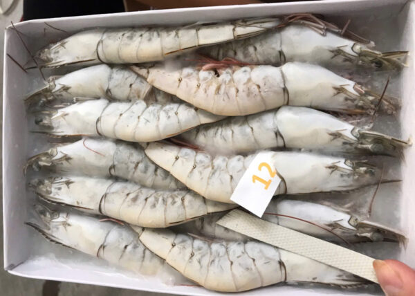 tôm thẻ Size 12 con/khay
