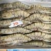 Tôm sú Size 20 con/khay