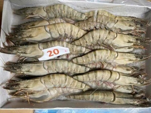 Tôm sú Size 20 con/khay