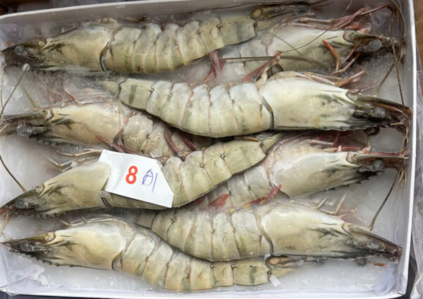 Tôm sú size 8 con/khay